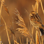 Bruant des roseaux, Digue à la mer, Camargue