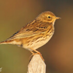 Pipit farlouse, Digue à la mer, Camargue