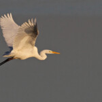 Grande Aigrette, Digue à la mer, Camargue