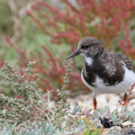 Jeune Tournepierre à collier