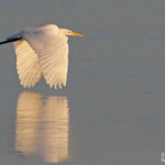 Grande Aigrette, Digue à la mer, Camargue