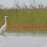 Grande Aigrette