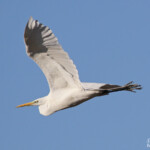 Grande Aigrette, Camargue, novembre 2015