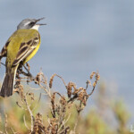 Bergeronnette printanière méridionale, Camargue (avril 2015)