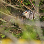 Bihoreau gris, Camargue (avril 2015)