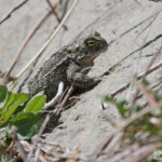 Crapaud calamite, Camargue (avril 2015)
