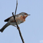 Fauvette des Balkans, Camargue