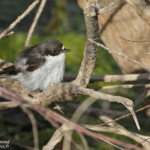 Gobemouche noir, Camargue
