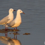 Goéland railleur, Camargue (avril 2015)