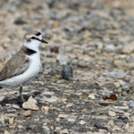 Gravelot à collier interrompu, Camargue