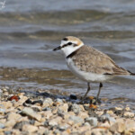Gravelot à collier interrompu, Camargue