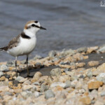 Gravelot à collier interrompu, Camargue