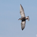 Guifette moustac, Camargue (avril 2015)