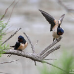 Hirondelle rustique, Camargue