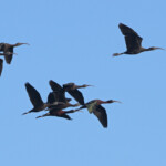 Ibis falcinelle, Camargue (avril 2015)