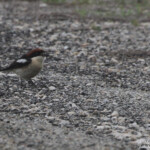 Pie-grièche à tête rousse, sous-espèce badius, Camargue