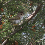 Pouillot de Bonelli, Camargue