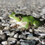 Rainette méridionale, Camargue (avril 2015)