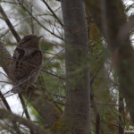 Torcol fourmilier, Camargue