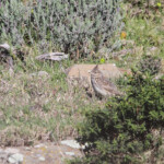 Cochevis de Thékla, Parc National du Cap de Creus, Espagne