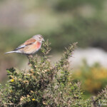 Linotte mélodieuse, Parc National du Cap de Creus, Espagne