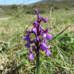Orchidée, Parc National du Cap de Creus, Espagne