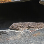 Tarente de Maurétanie, Parc National du Cap de Creus, Espagne