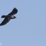 Choucas des tours, Crau (13)