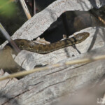 Couleuvre vipérine, Étang des Aulnes (13)