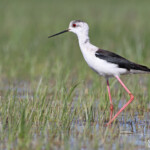 Échasse blanche - Aiguamolls