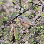 Fauvette passerinette - Aiguamolls