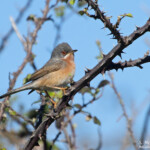 Fauvette passerinette - Aiguamolls