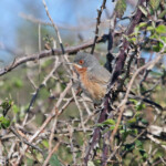 Fauvette passerinette - Aiguamolls