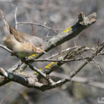 Fauvette passerinette - Aiguamolls