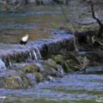 Cincle plongeur, Fontaine de Vaucluse