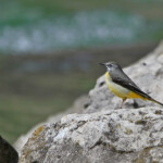 Bergeronnette des ruisseaux, Fontaine de Vaucluse