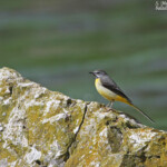 Bergeronnette des ruisseaux, Fontaine de Vaucluse