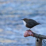 Cincle plongeur, Fontaine de Vaucluse