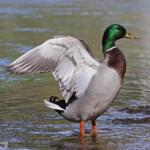 Canard colvert, Fontaine de Vaucluse
