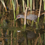 Marouette poussin - Porzana parva (Roubaud, Hyères) marouette poussin