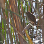 Phragmite des joncs - Aiguamolls