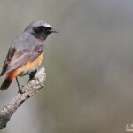 Rougequeue à front blanc - Aiguamolls
