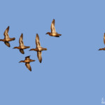 Sarcelle d'été - Aiguamolls