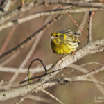 Serin cini - Aiguamolls