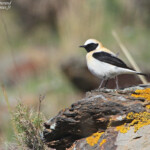 Traquet oreillard - Cap de Creus (Espagne)