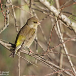 Verdier d'Europe - Aiguamolls