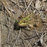 Grenouille rieuse, Marais du Vigueirat (13)