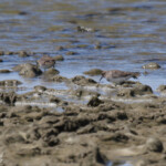 Bécasseau de Temminck, Camargue