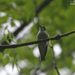 Gobemouche à collier, Bukk Nemzeti Park, Hongrie