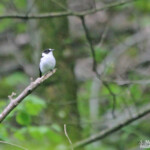 Gobemouche à collier,Bukk Nemzeti Park, Hongrie